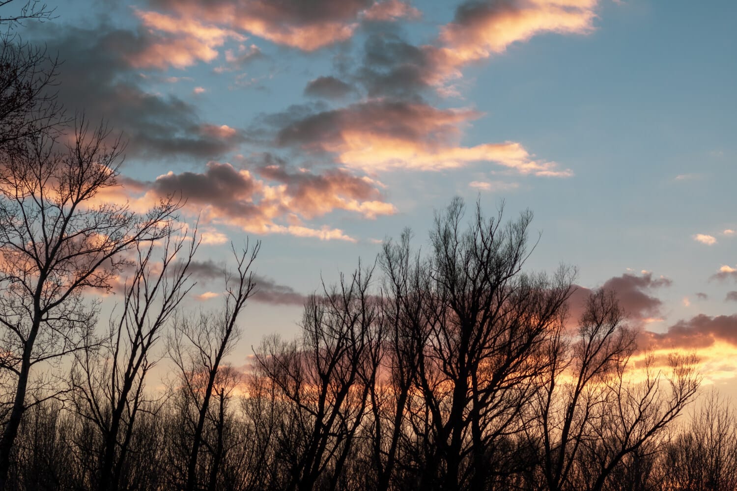 Forest_sunset